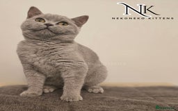 British Shorthair cats for sale: GORGEOUS GCCF REG TEDDYS 🐻🧸 READY TO LEAVE ❗️❗️ - Image 5