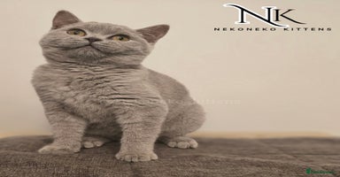 British Shorthair cats - Advert 3