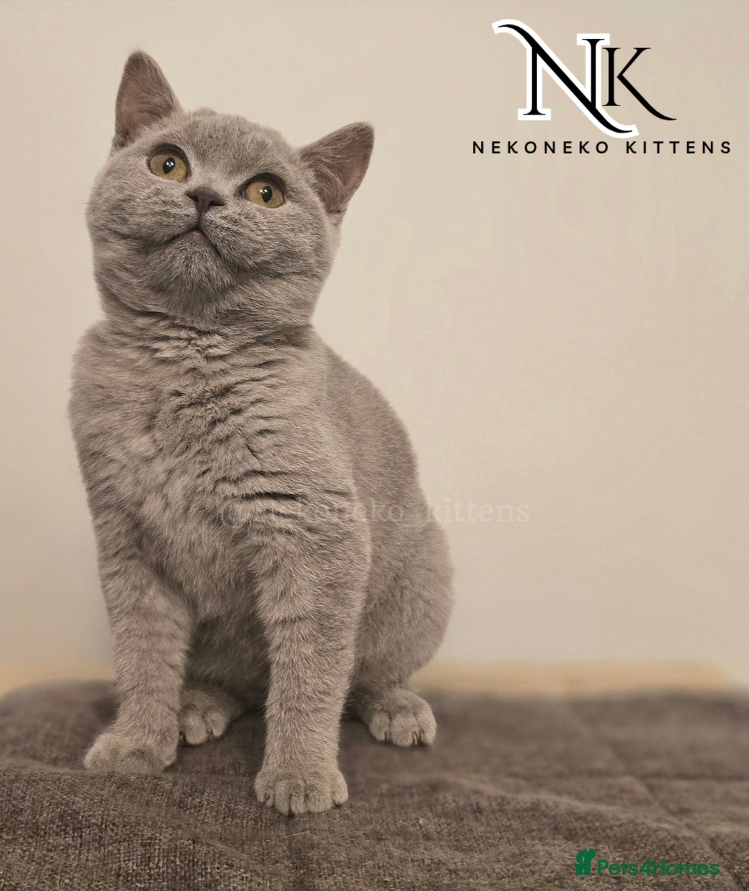 British Shorthair cats for sale: GORGEOUS GCCF REG TEDDYS 🐻🧸 READY TO LEAVE ❗️❗️ - Image 5