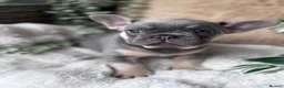French Bulldog dogs for sale: NEW LUXURY FRENCHIES 2 GIRLS 3 BOYS LEFT - Advert 10