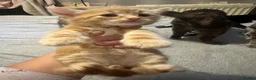 Mixed Breed cats for sale: Beautiful kittens ready now  in Birmingham - Advert 2