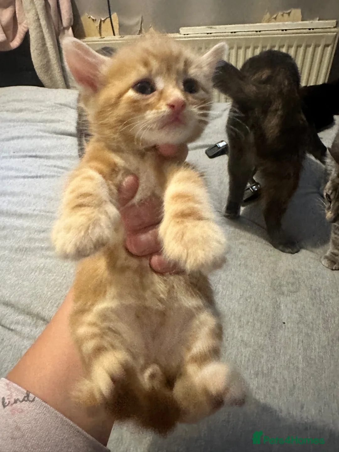 Mixed Breed cats for sale: Beautiful kittens ready now  in Birmingham - Advert 2