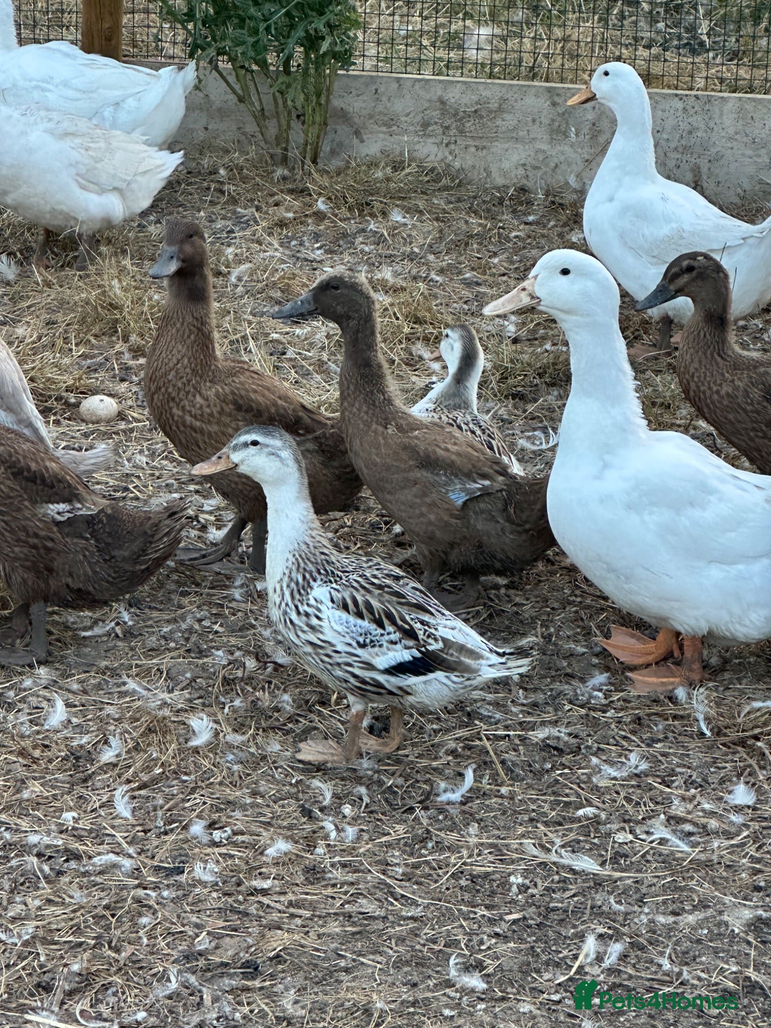 Ducks poultry Female ducks at point of lay - Advert 2