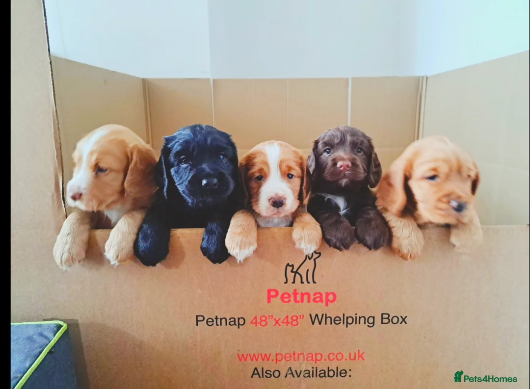 Cocker Spaniel dogs for stud: FTAW fully health tested working cocker stud in Leven - Advert 2