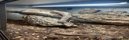 Boa Snake reptiles for sale: Male and female Suriname redtails in Stockton-on-Tees - Advert 2