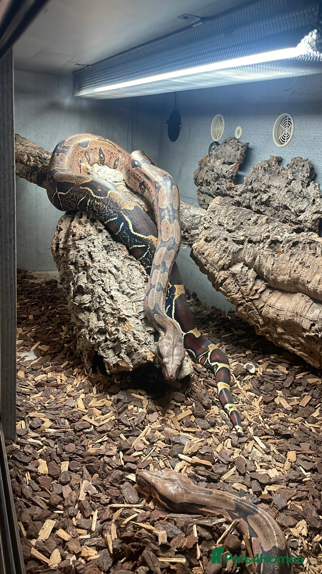 Boa Snake reptiles for sale: Male and female Suriname redtails in Stockton-on-Tees - Advert 2