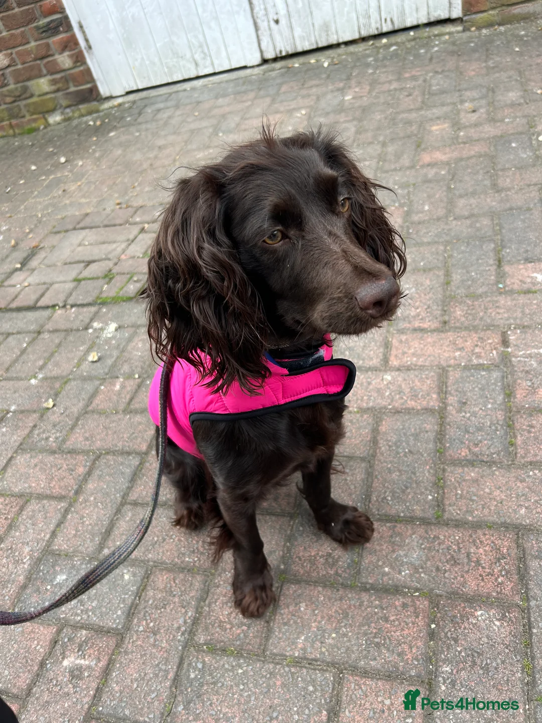 Cocker Spaniel dogs for sale: Rehoming rosie - Advert 2