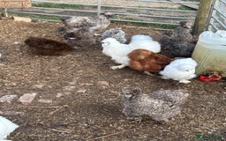 Chickens poultry for sale: Silkies - Image 3