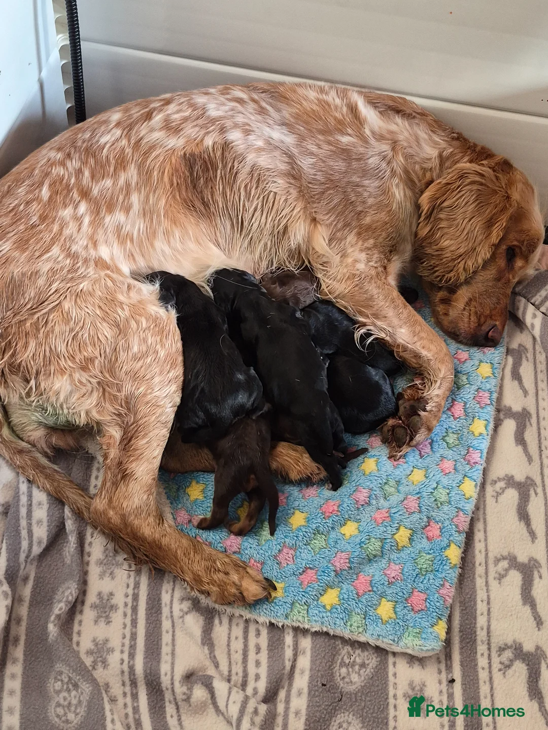 Cocker Spaniel dogs for sale: Stunning working bred cocker spaniels  - Advert 1