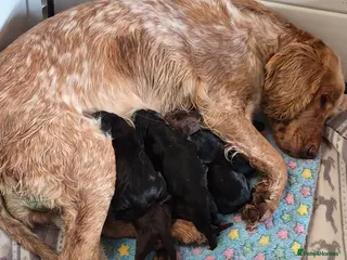 Cocker Spaniel dogs Stunning working bred cocker spaniels - Advert 16