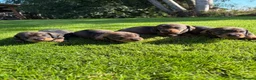Dachshund dogs for sale: Standard wirehaired Dachsund puppies - Advert 3