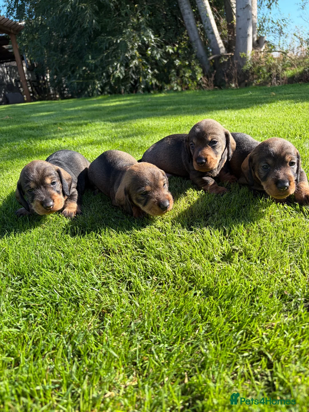 Dachshund dogs for sale: Standard wirehaired Dachsund puppies - Advert 3