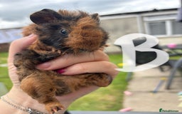 Guinea Pig rodents for sale: Guinea pigs 2 girls 1 boy  - Image 3