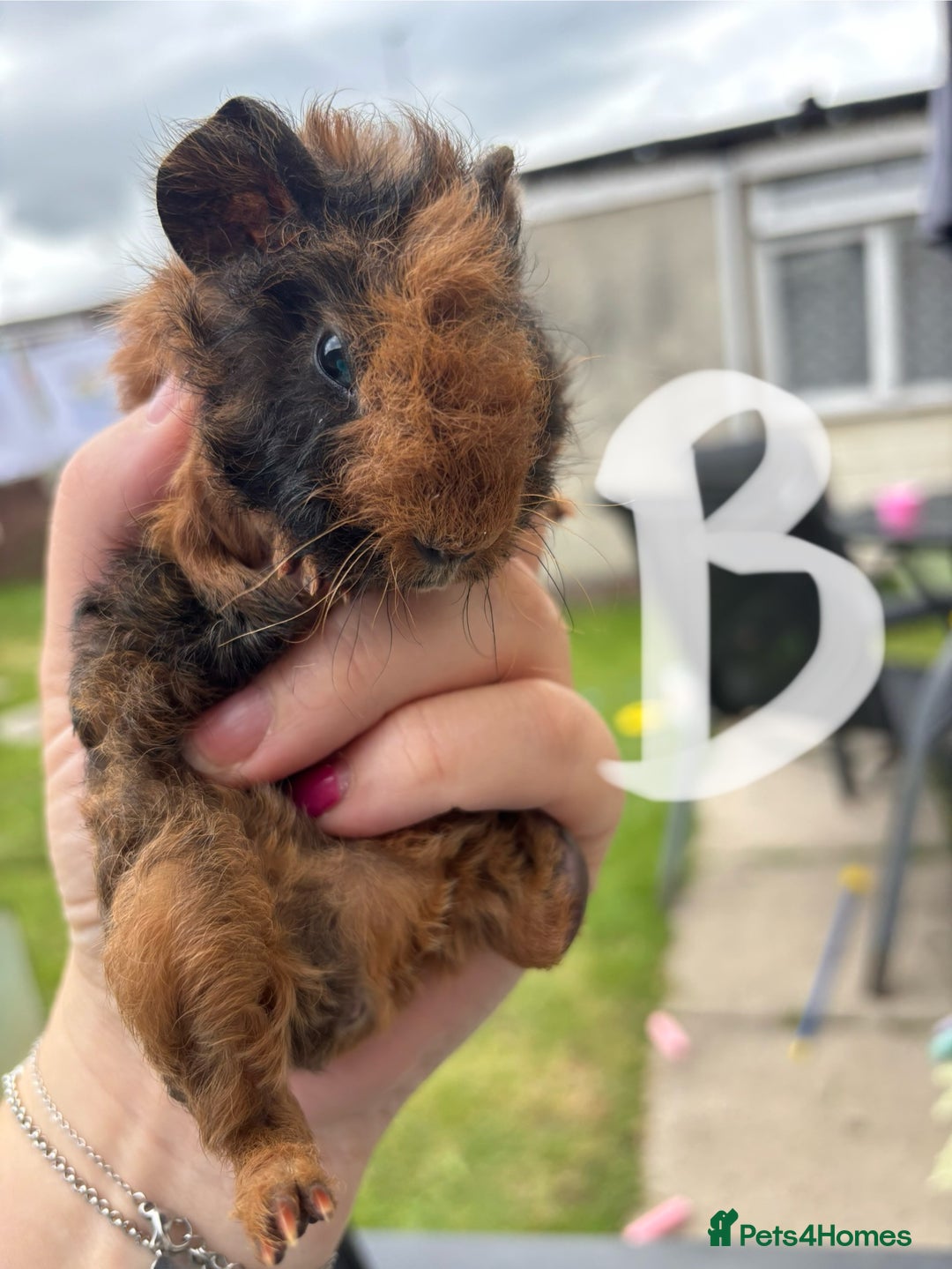 Guinea Pig rodents for sale: Guinea pigs 2 girls 1 boy  - Image 3