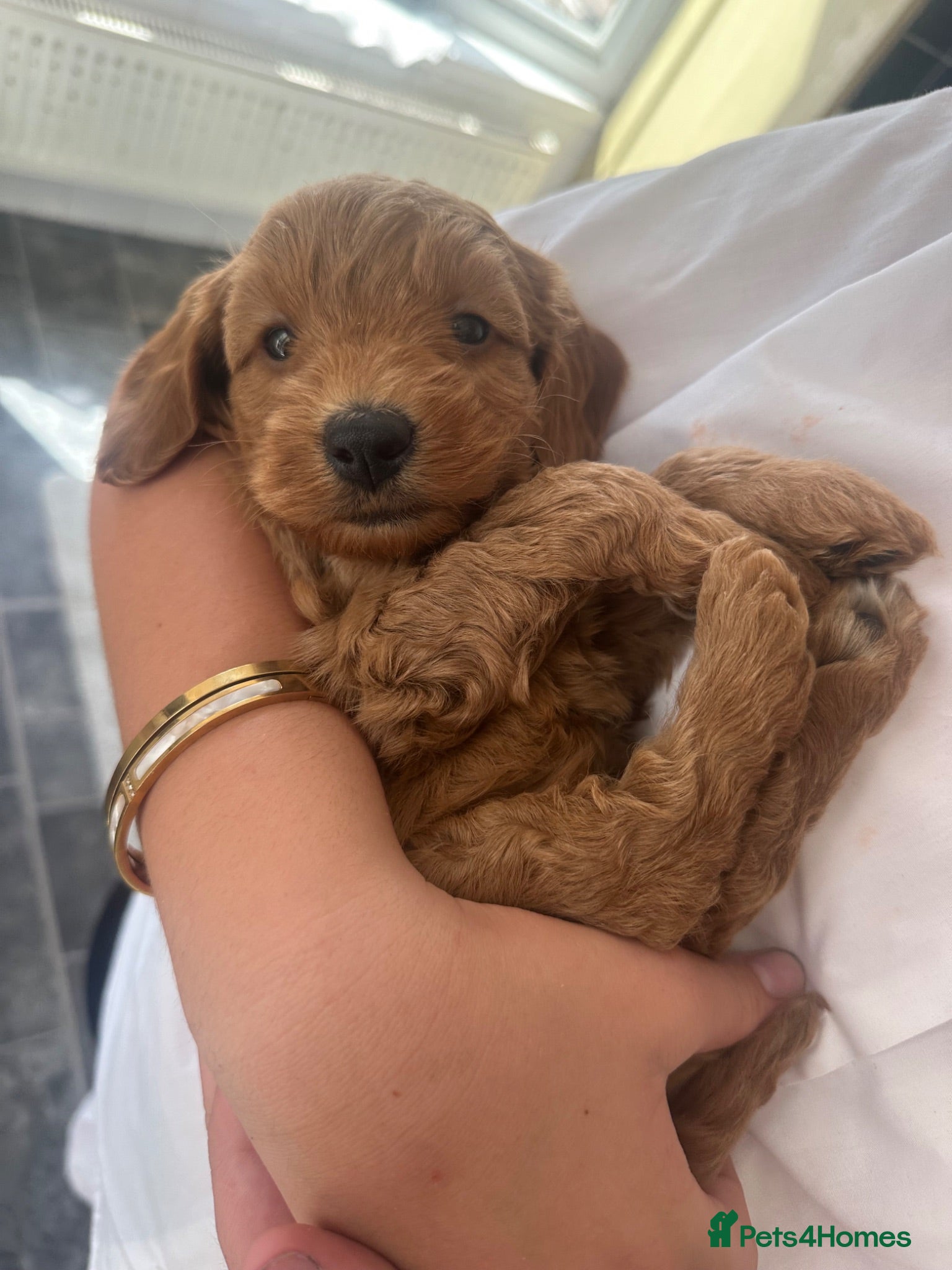 Cockapoo dogs F1b chunky cockapoos health tested clear - Advert 11