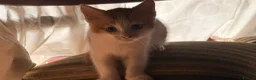 Mixed Breed cats for sale: 3 little males looking for a new home - Advert 9