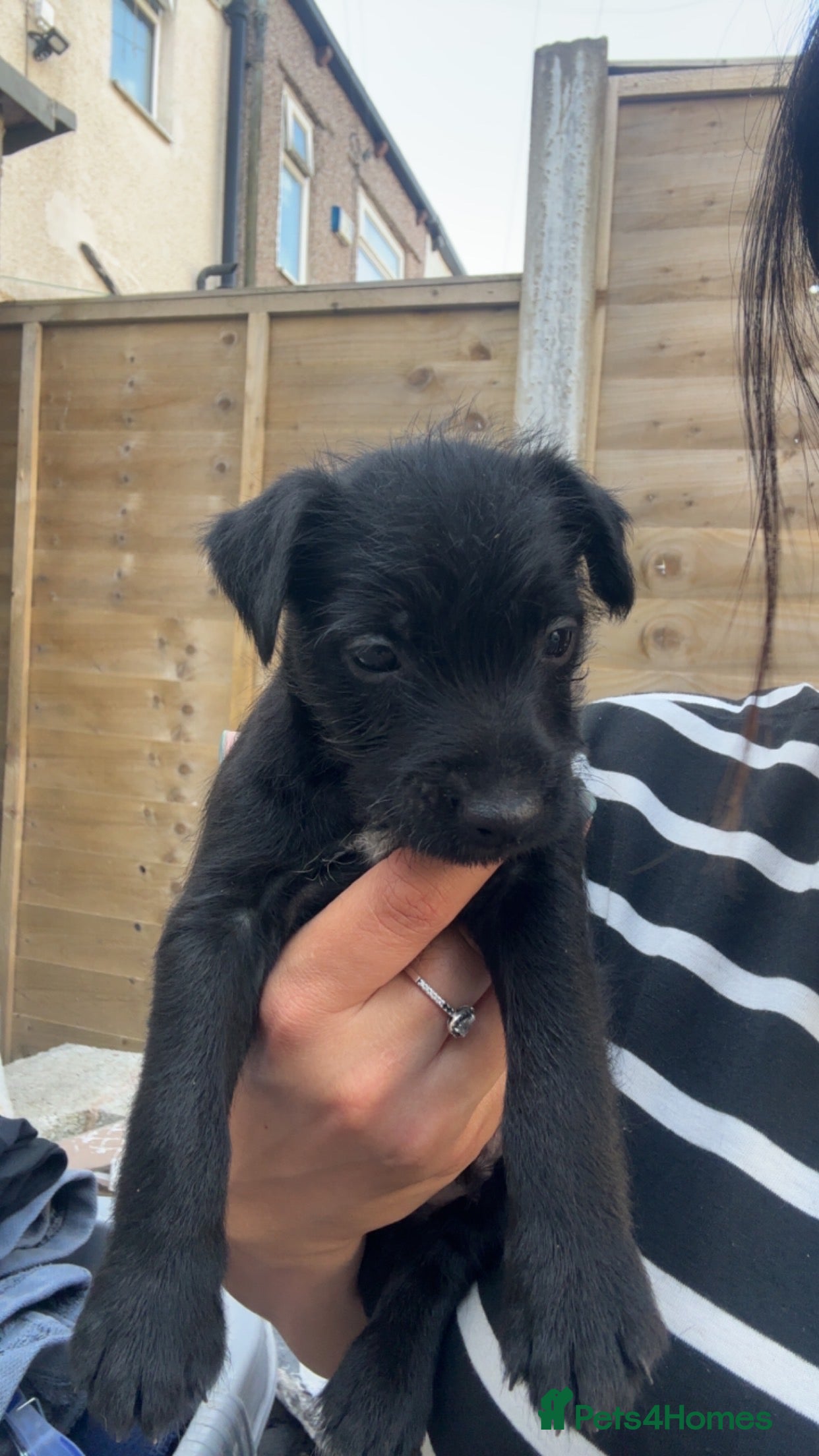 Patterdale Terrier dogs PURE Patterdale Terrier  - Advert 2