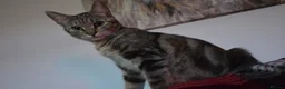 Mixed Breed cats for sale: Mix breed kittens - Advert 21