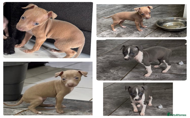 Italian Greyhound dogs - Advert 2