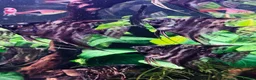 Angelfish fish for sale: Angel Fish 6cm (3 month old) - London - Advert 5