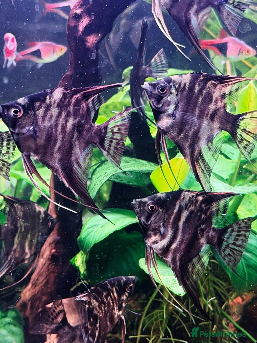 Angelfish fish for sale: Angel Fish 6cm (3 month old) - London - Advert 5