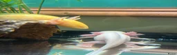 Axolotl reptiles for sale: 2 male axolotls in Redditch - Advert 3