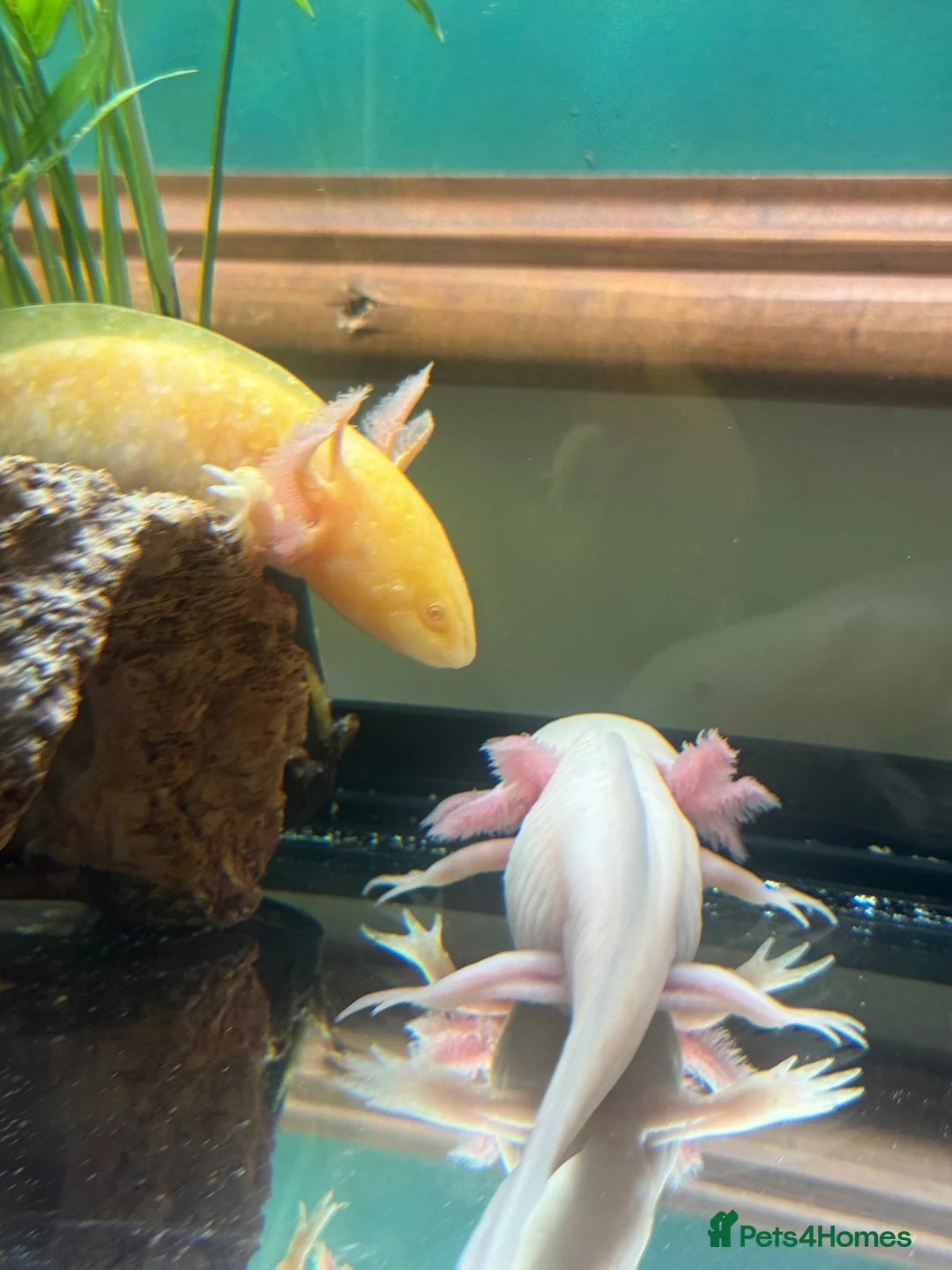 Axolotl reptiles for sale: 2 male axolotls in Redditch - Advert 3