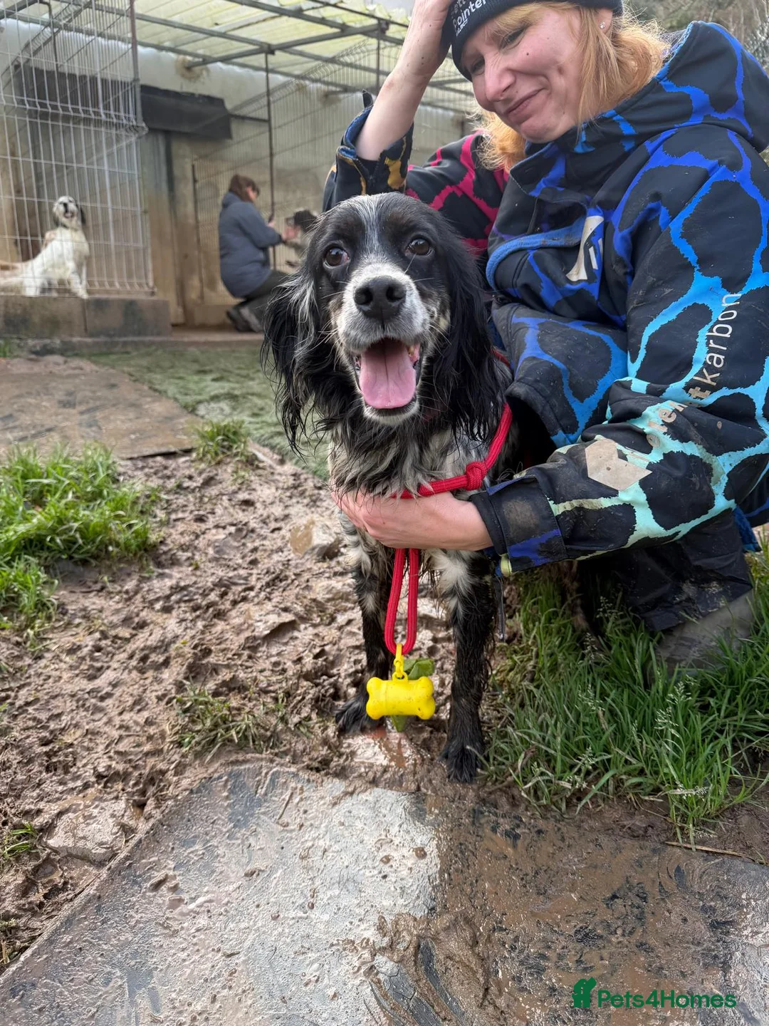 English Setter dogs for adoption: Lina  - Advert 1