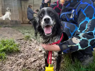 English Setter dogs Lina - Advert 9