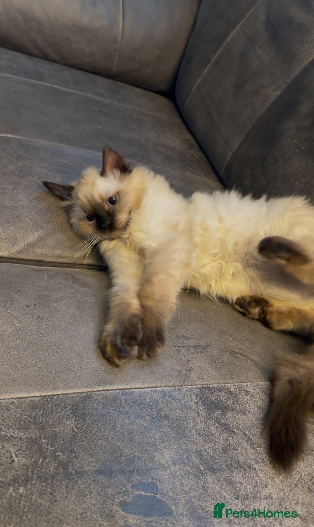 Ragdoll cats for sale: Very Fluffy Female Ragdoll Kitten - Advert 5