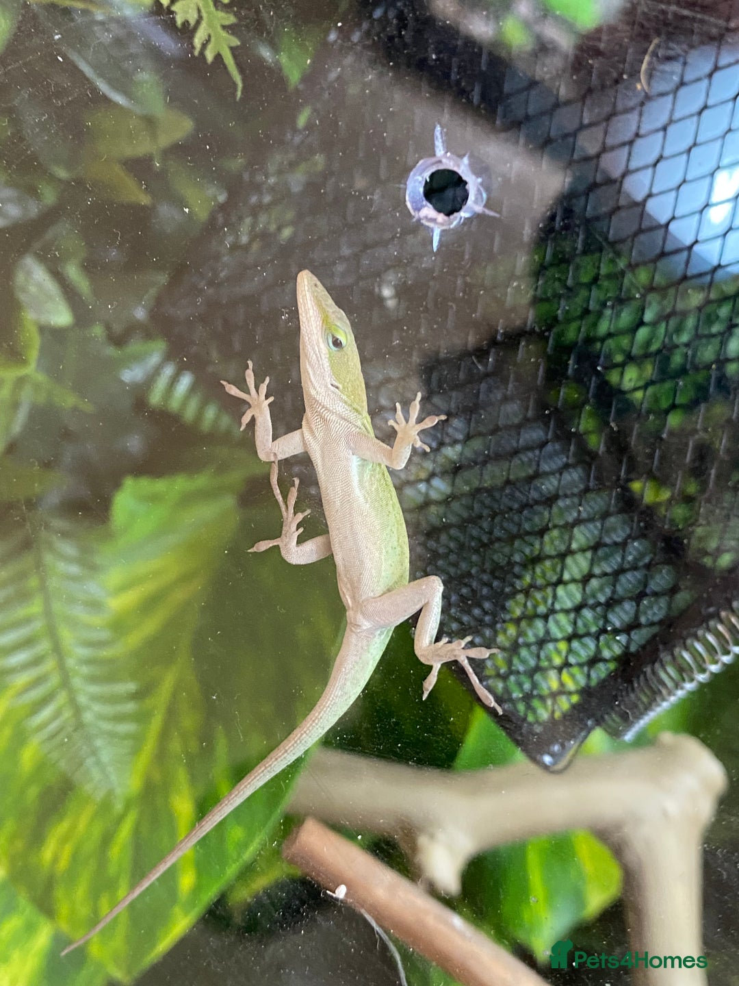 Anole reptiles for sale: 3 x juvenile green anole for sale - Advert 3