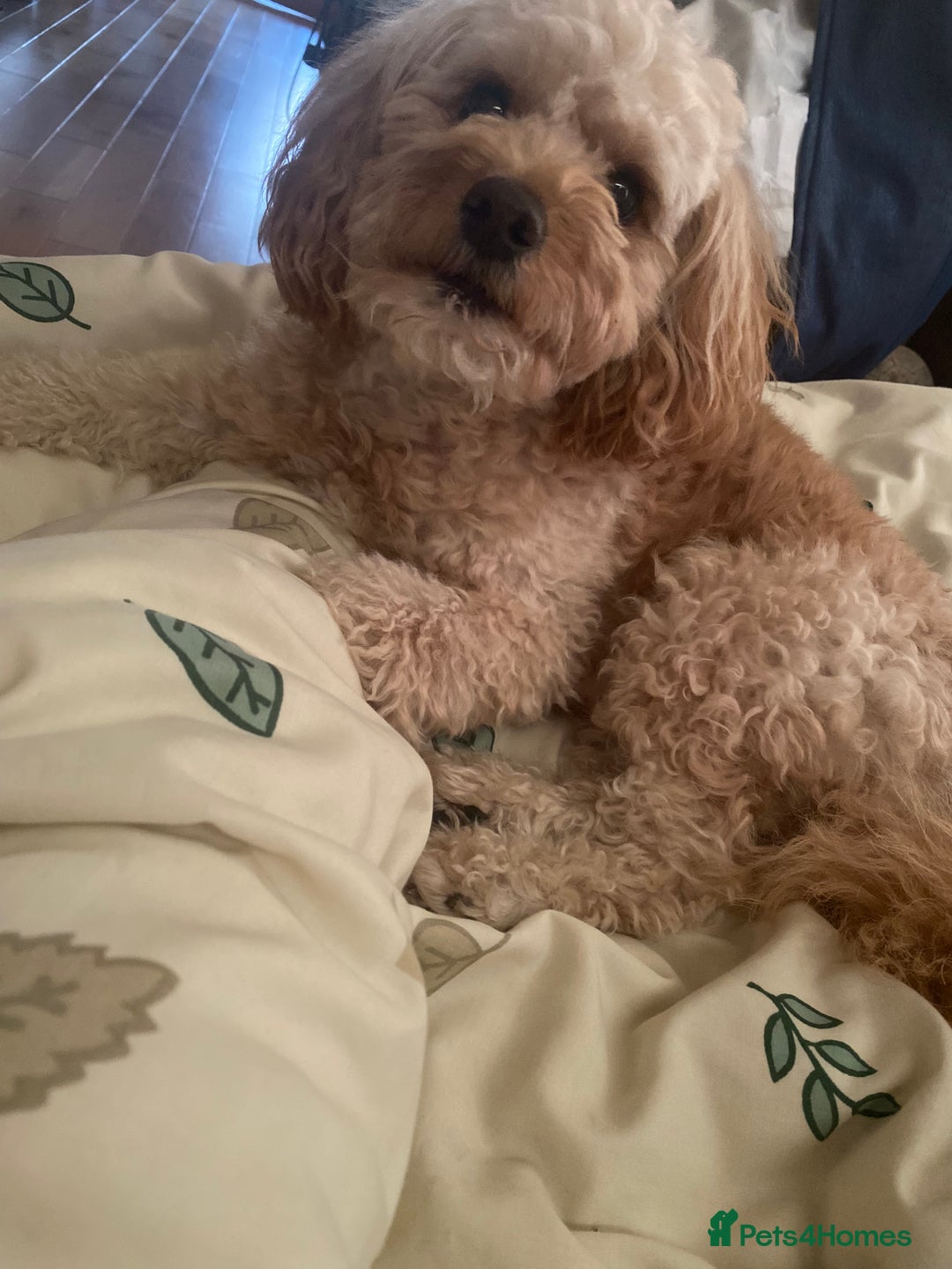 Cavapoo dogs for stud: Meet Alfie. A cavapoo looking for a mate - Advert 10