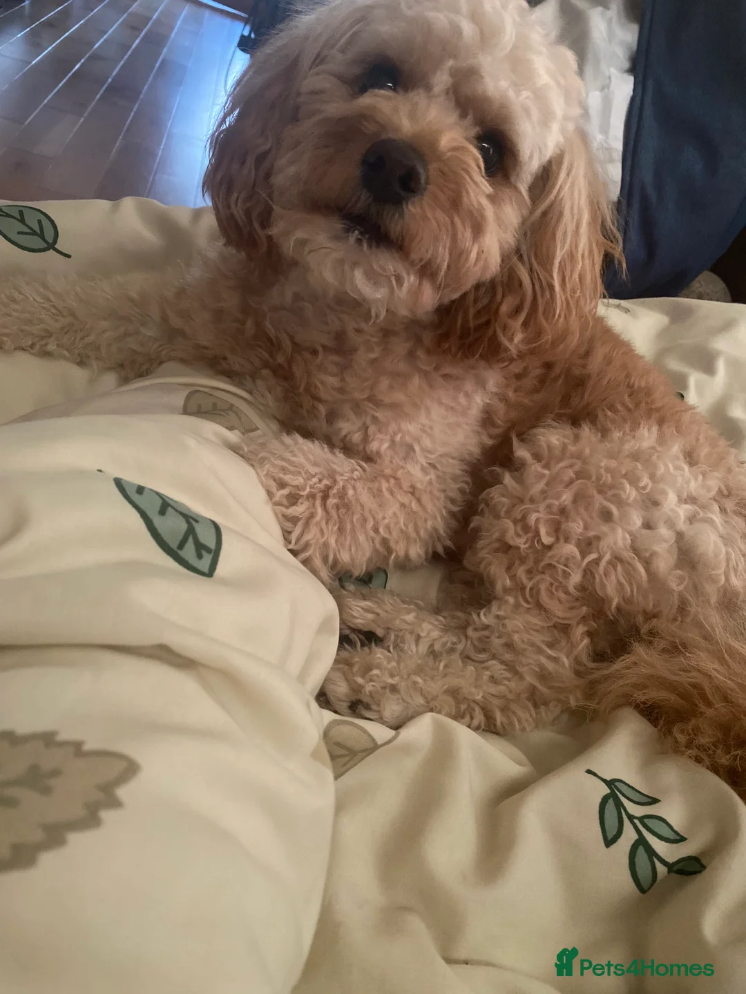 Cavapoo dogs for stud: Meet Alfie. A cavapoo looking for a mate - Advert 10