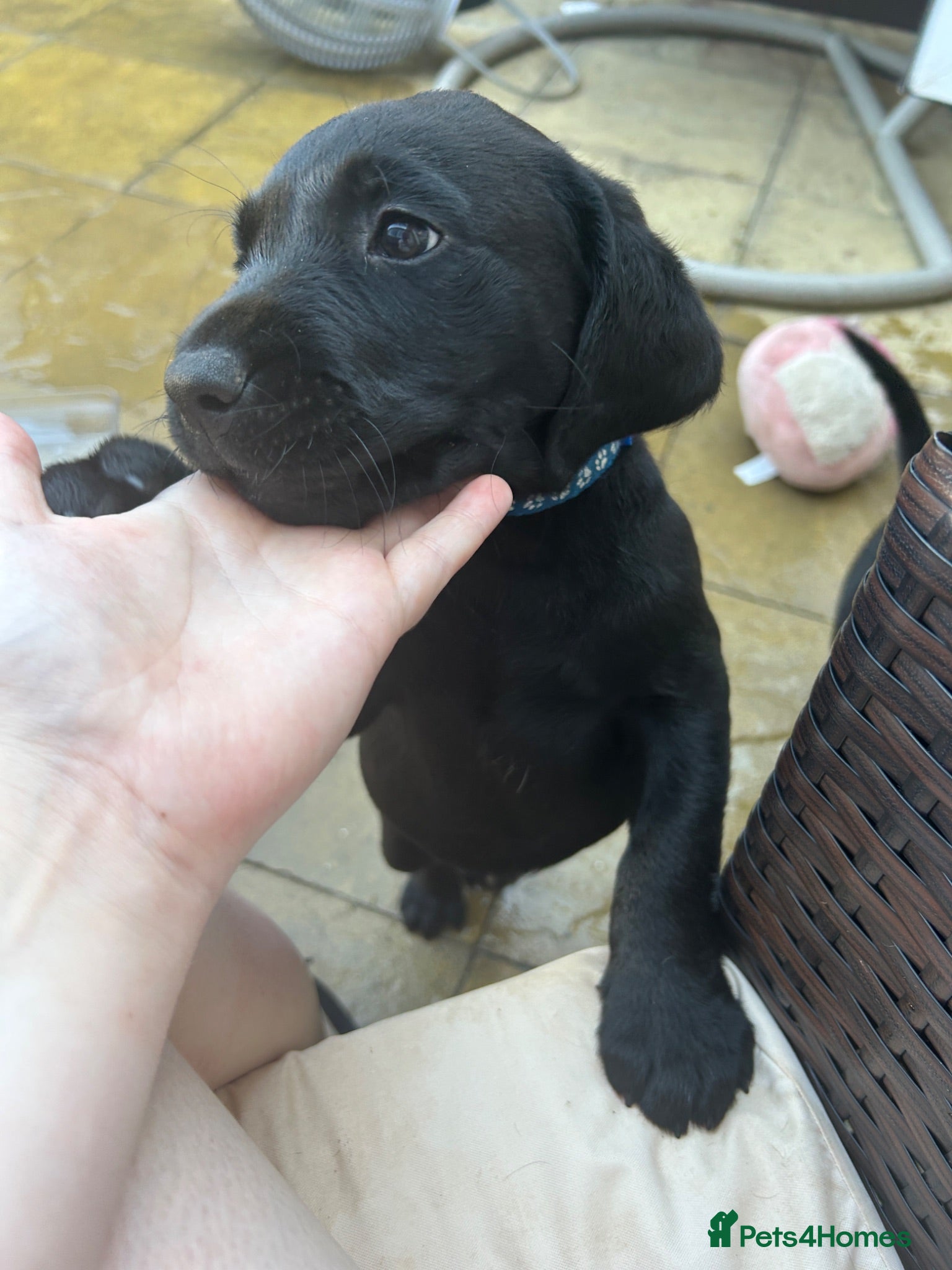 Labrador Retriever dogs KC registered pedigree black Labradors  - Advert 2