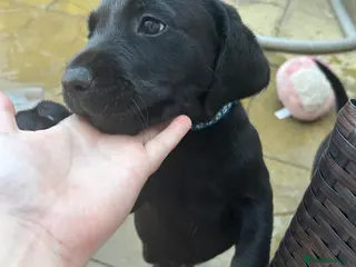 Labrador Retriever dogs KC registered pedigree black Labradors - Advert 2