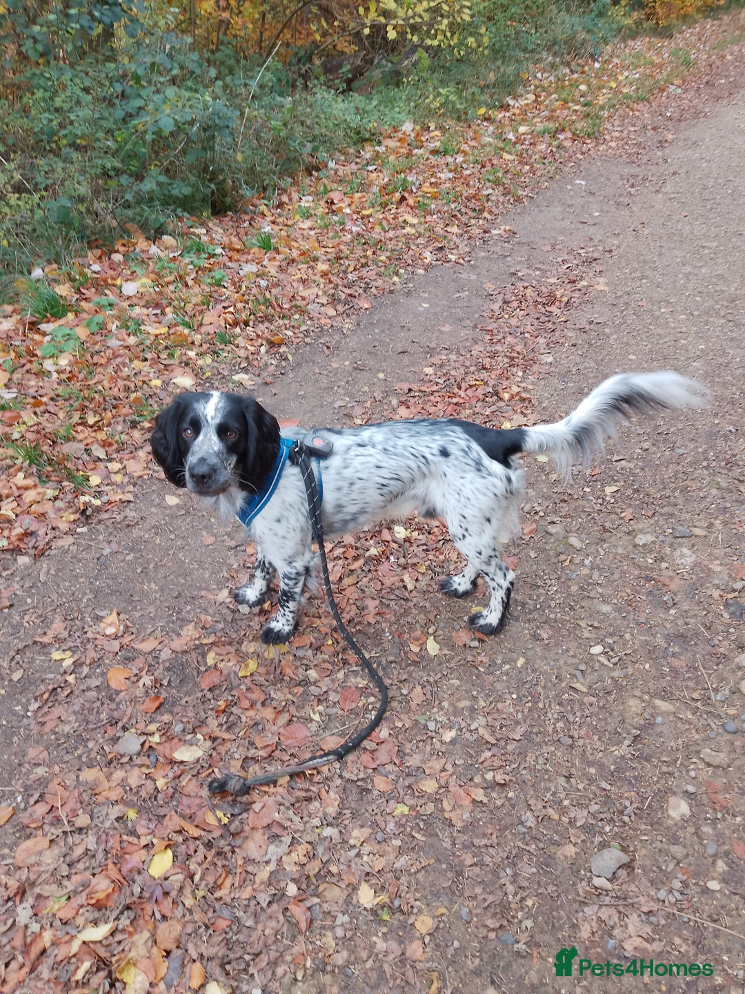 Cocker Spaniel dogs for stud: Archie, cocker spaniel, stud - Advert 2