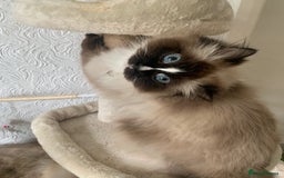 Ragdoll cats for sale: 1 male 1 female rag doll  - Image 5