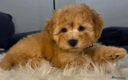 Cavapoo dogs for sale: Cavapoo puppies  - Advert 2