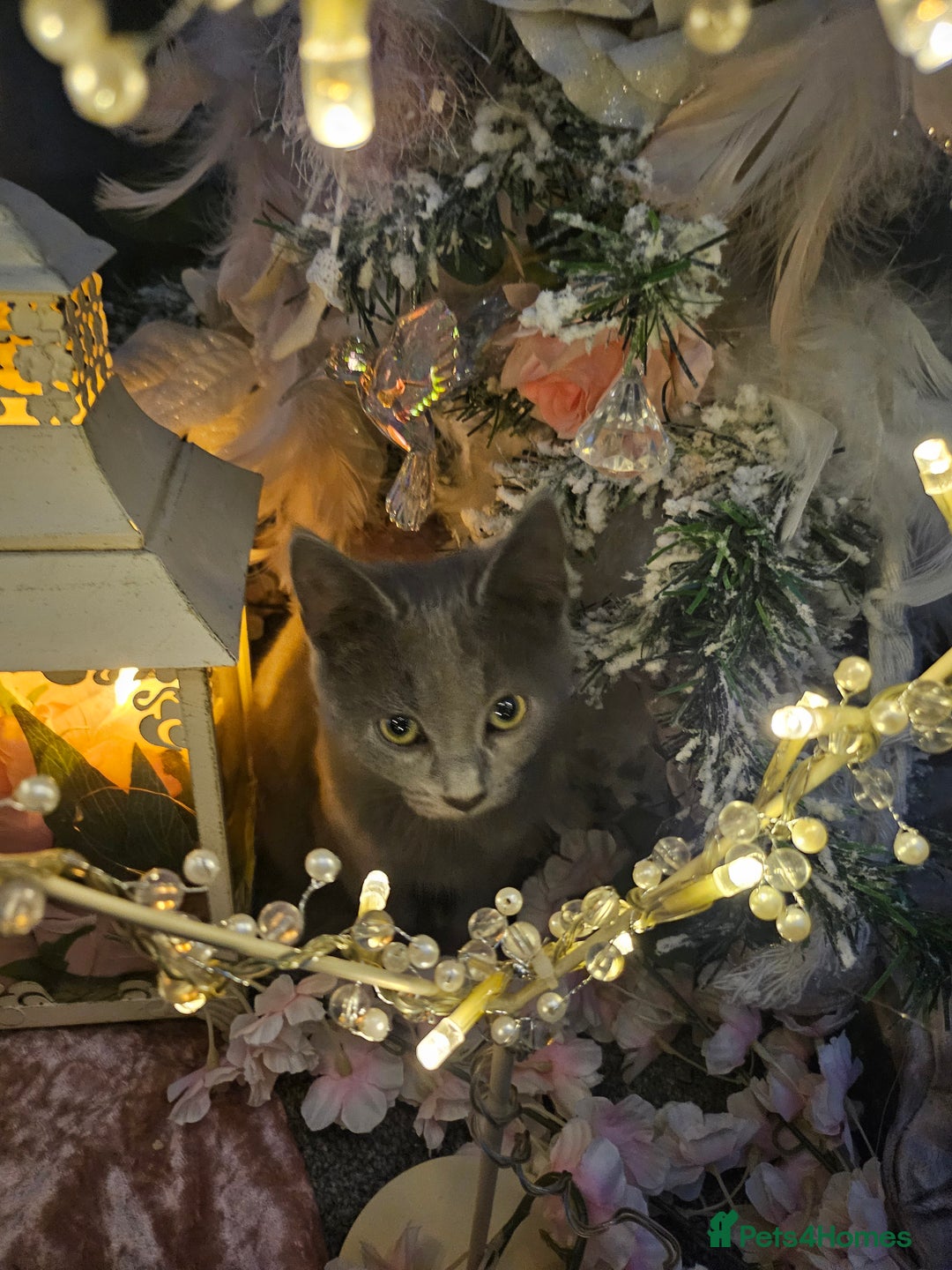 Mixed Breed cats for sale: Precious babies looking for homes - Advert 9