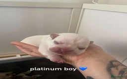 French Bulldog dogs for sale: Beautiful frenchie puppies 🐶  - Image 3
