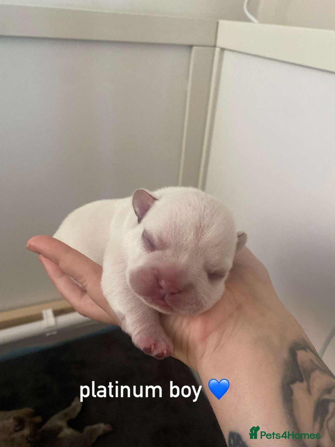 French Bulldog dogs for sale: Beautiful frenchie puppies 🐶  - Image 3