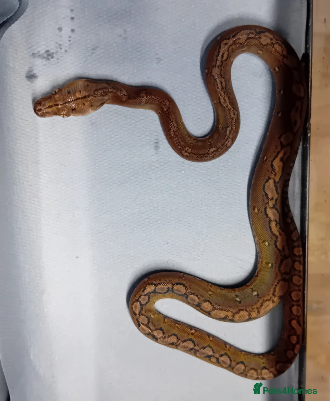 Python Snake reptiles for sale: Malayan Python Motley Male - Advert 5
