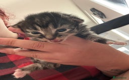 Domestic Shorthair cats for sale: 3 tabby males ready 18/09 - Image 9