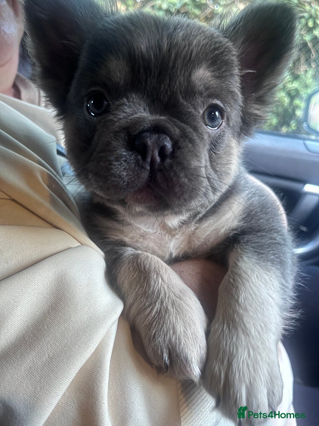 French Bulldog dogs for sale: Fluffy French bulldog for sale  - Advert 1