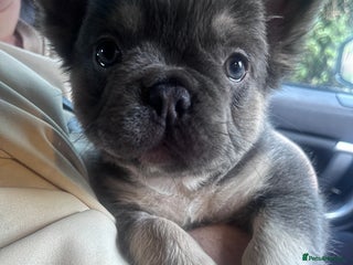 French Bulldog dogs Fluffy French bulldog for sale - Advert 17