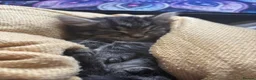 British Longhair cats for sale: Luna’s beautiful longhair tabby kittens 🐾🥰 - Advert 11