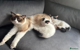 Ragdoll cats for sale: Ragdoll cross - Advert 1