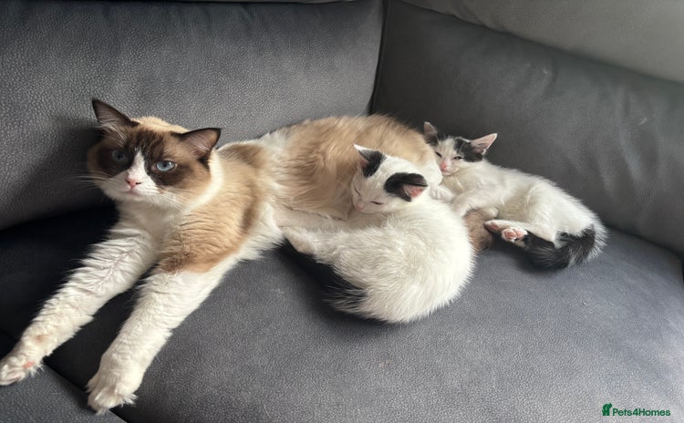 Ragdoll cats Ragdoll cross - Advert 1