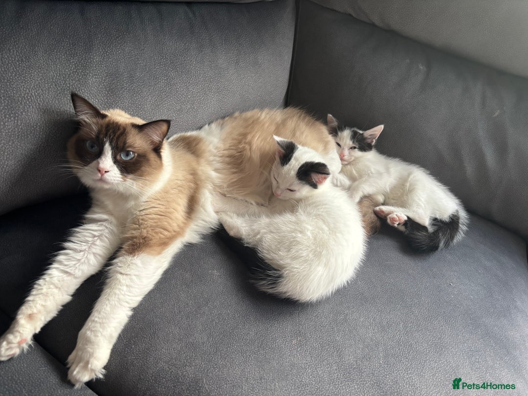 Ragdoll cats for sale: Ragdoll cross - Advert 1