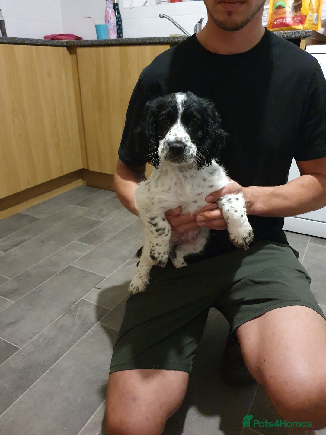 Cocker Spaniel dogs for sale: Blue roan cocker spaniel puppies. - Image 6